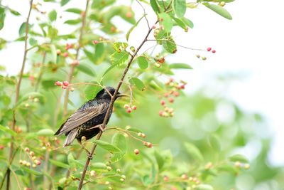 Close-up of bird perching on a plant