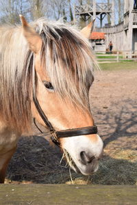 Close-up of a horse