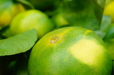 Close-up of green fruit