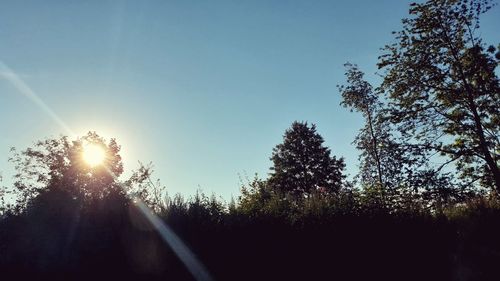 Silhouette trees against sky on sunny day