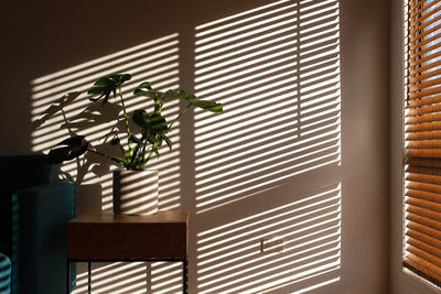 Potted plant by window at home