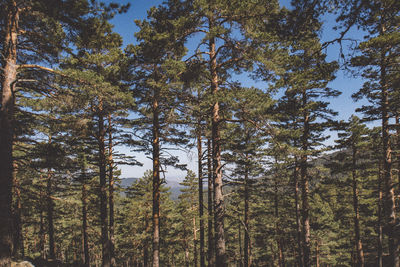 Pine trees in forest against sky