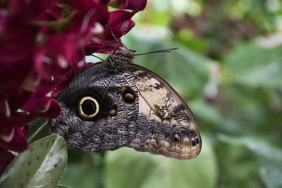 Close-up of butterfly perching on flower