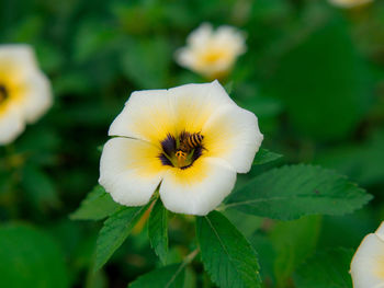 Close-up of white flowering plant