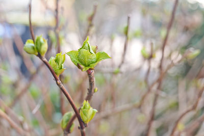 Close-up of leaves