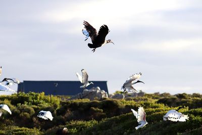 Birds flying in the sky