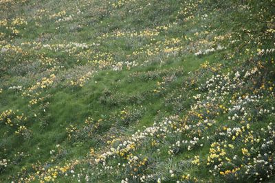 High angle view of flowering plants on field