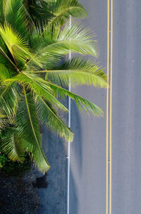 Close-up of palm tree by road