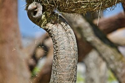Close-up of giraffe