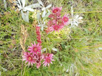 Close-up of pink flowers blooming in field