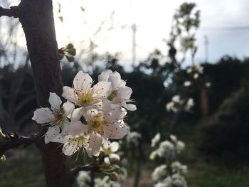 Close-up of white flowers blooming