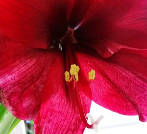 Close-up of red hibiscus blooming outdoors