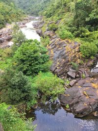 Scenic view of river amidst trees