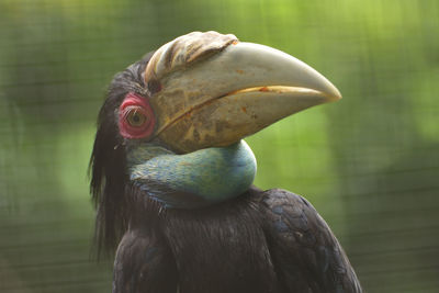 Female rhyticeros undulatus, the wreathed hornbill in tropical rainforest  at east kalimantan