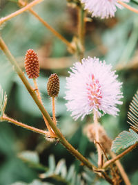 Close-up of flowers against blurred background