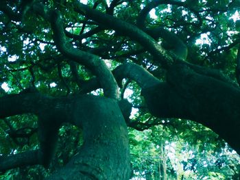 Low angle view of tree