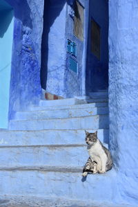 Cat on staircase against building