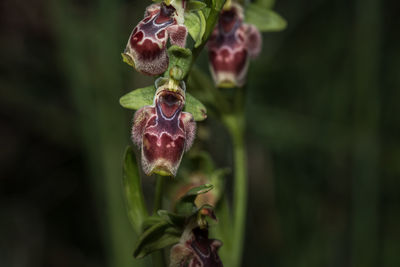 Close-up of flower plant