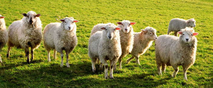 Sheep standing in a field