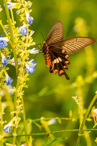 Close-up of butterfly pollinating on flower
