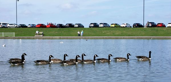 Ducks swimming in water against sky