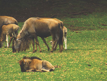 Sheep grazing on field