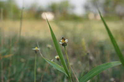 Close-up of insect on grass