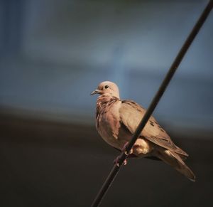 Bird perching on twig