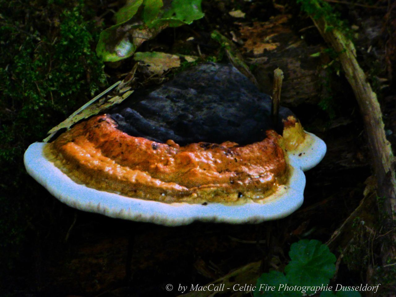 CLOSE-UP OF A MUSHROOM