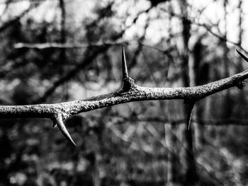 Close-up of lizard against sky