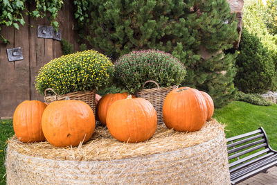 Close-up of pumpkins against plants in yard