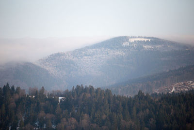 Scenic view of trees in forest against sky