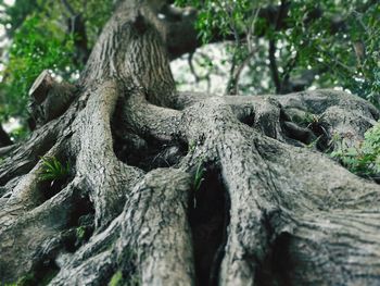 Close-up of tree trunk