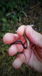 Close-up of hand holding plant