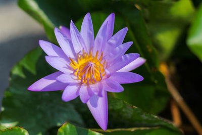 Close-up of purple flower