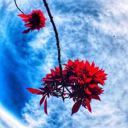 Close-up of red flowering plant against cloudy sky