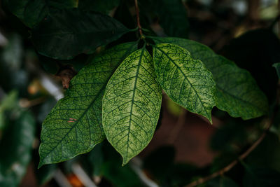 Close-up of leaves on plant