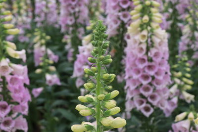 Close-up of pink flowering plant