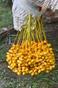 Close-up of fruits