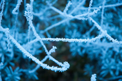 Close-up of frost on snow