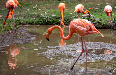 Exotic water birds called flamingo in a watery pond