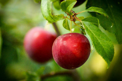 Close-up of red berries