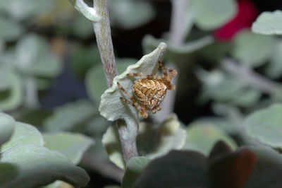 Close-up of insect