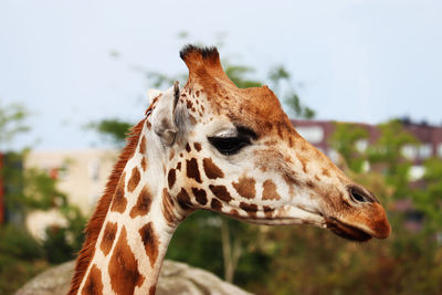 Close-up of a giraffe