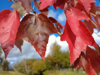 leaf