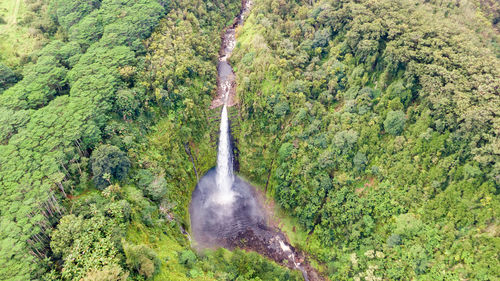 Drone view of akaka waterfall on, big island, hawaii, usa, part of akaka falls state park, near hilo