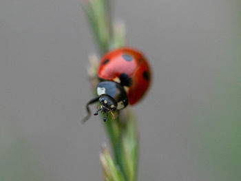 Close-up of ladybug on plant