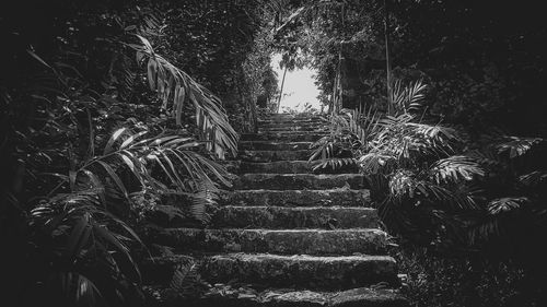 High angle view of steps amidst trees in forest