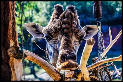 Close-up of giraffe against trees