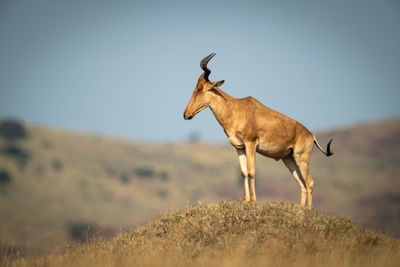 Side view of horse standing on field against sky